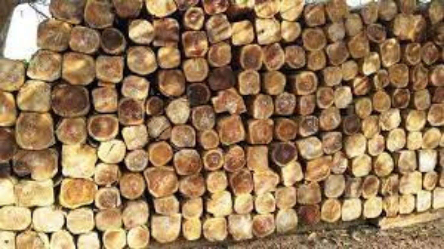 Shri Krishna Teak Wood Timber Upto 10 inch_2