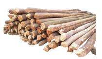 Champaklata Eucalyptus Wood Timber 100 x 100 mm_0