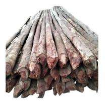 Shankar Eucalyptus Wood Timber 200 mm_0
