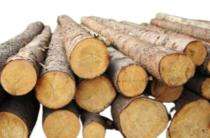 Dinesh Pine Wood Timber 100 x 100 mm_0