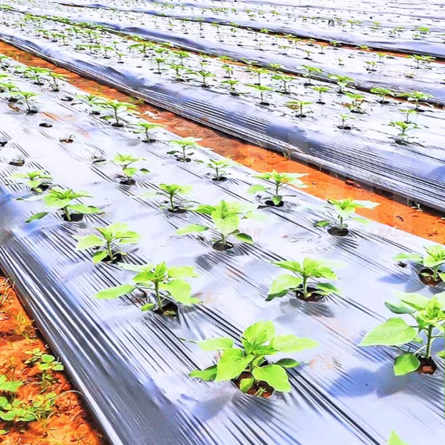 SINGHAL LLDPE 25 micron Mulch Film 1 m Black_2