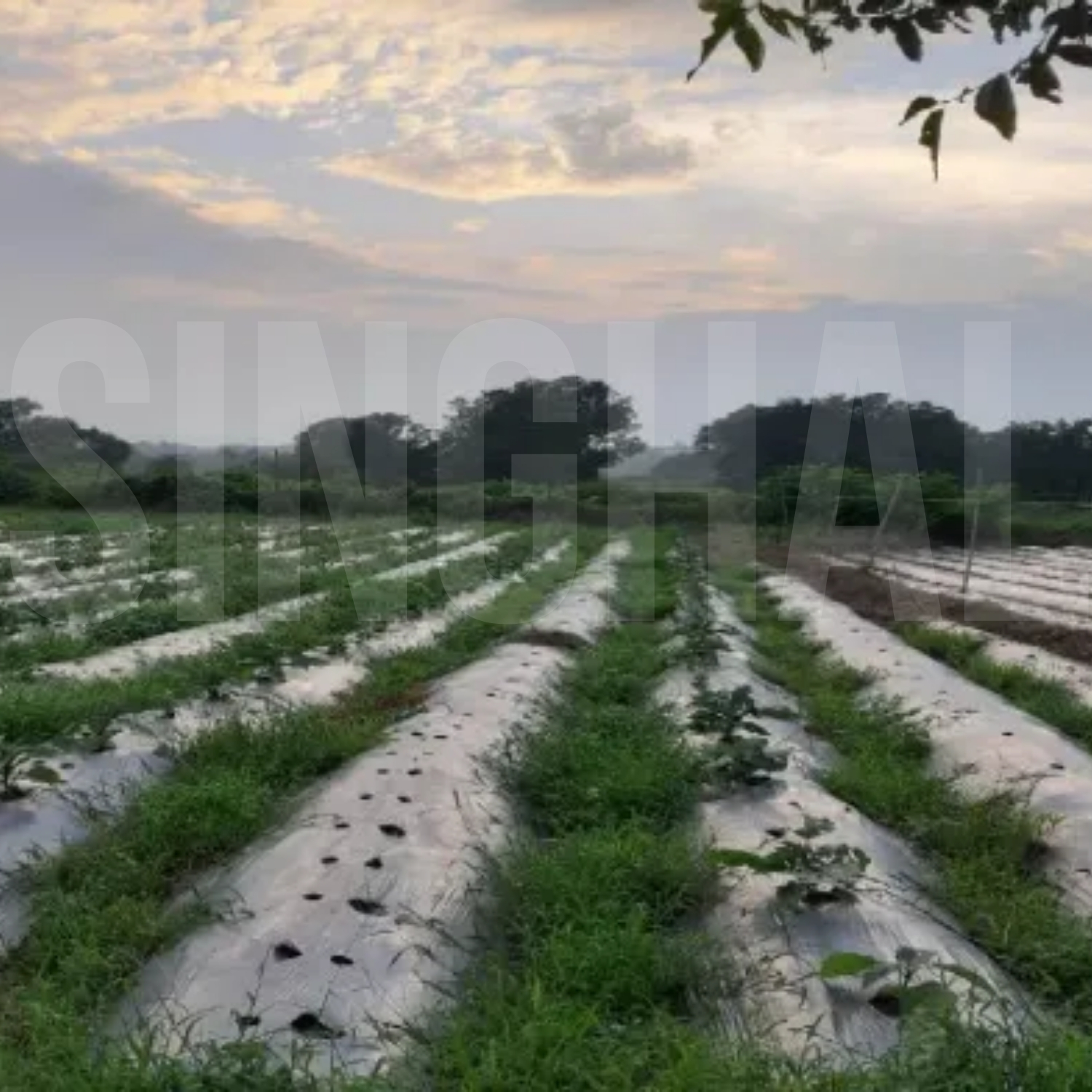 SINGHAL LLDPE 25 micron Mulch Film 1 m Black_1