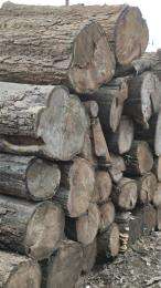 SBSM Indian Rosewood (Sheesham) Timber 6 x 5 inch_0