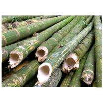 Krishi Natural Bamboo Long Round Bamboo Pole 50 mm 10 ft_0